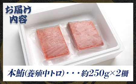 本マグロ 中トロ 2柵(500g) 中トロ oo-0019