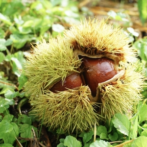 丹波市産 熟成むき栗 300g×3袋 〈真空パック〉〈丹波市産〉 むき栗 栗