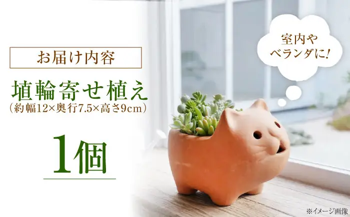 多肉植物 寄せ植え ねこ型 多肉植物 BLAW007