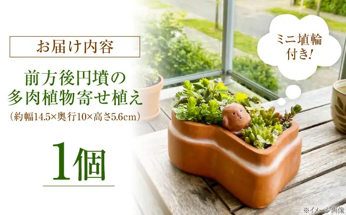 多肉植物 寄せ植え 前方後円墳型 多肉植物 BLAW008
