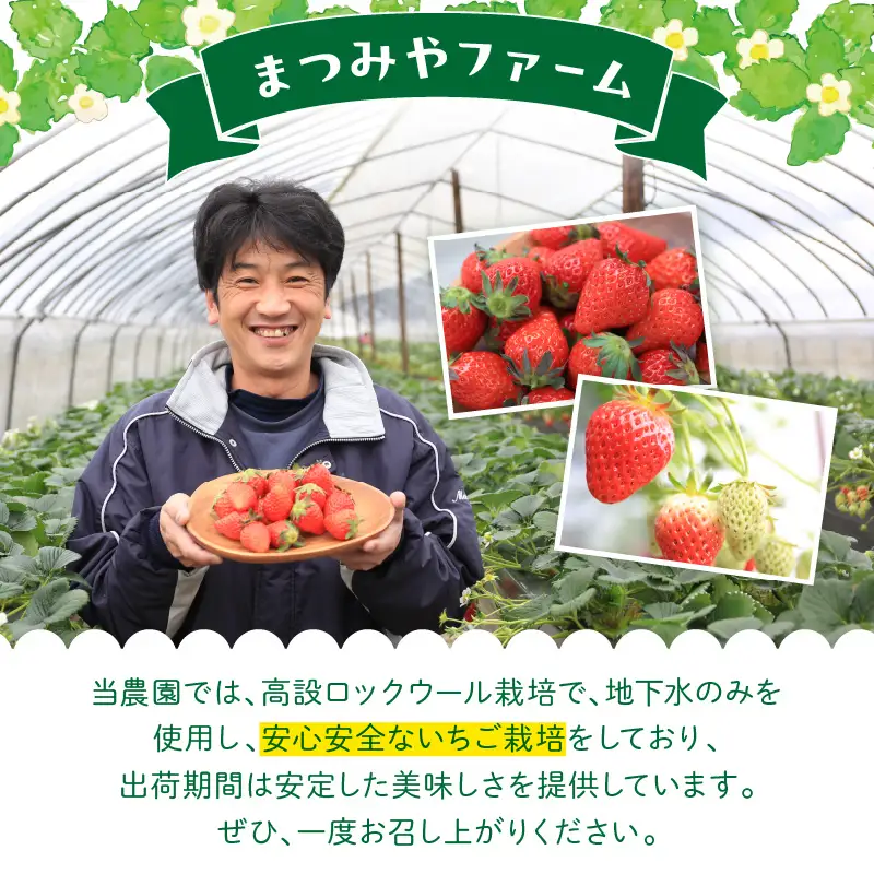 【先行予約】【特選】京都・まつみやファームの大粒いちご（あきひめイチゴ）15～20粒（2027年2月上旬～発送）農家直送 いちご