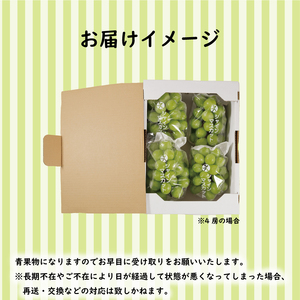 【マスカット】【2026年発送分先行予約】 秀品 約2kg (4~6房) 【AIS0131】