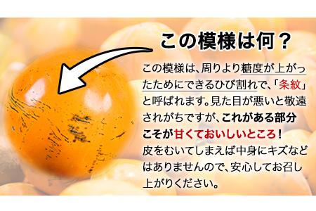 『緑伸園』の大玉 夕焼け太秋柿 約2.5kg 4-7玉前後 《11月上旬-12月上旬頃出荷》 予約受付中 フルーツ 秋 旬 柿 ★大きく綺麗な秋の夕日のような色と形★ 