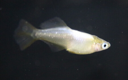 《当店作出品種》 彩鱗めだか ＜黒刀彩＞ めだか メダカ 飼育 ペット 鑑賞 魚 動物 生き物 関東  F5K-077