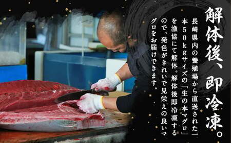【12ヶ月定期便】 長崎県産 本マグロ「中トロ」約500g【大村湾漁業協同組合】