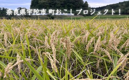 純米大吟醸 KASAMA 720ml 宇陀市産吟のさと使用 （常温便）/ うし源 日本酒 送料無料 ギフト 地酒 お酒 お祝い お取り寄せ 贈り物 奈良県 宇陀市 ふるさと納税 正月