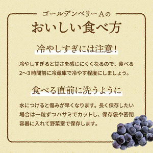 ゴールデンベリーA 約2kg 3～5房 【2026年産 予約受付】 ぶどう ブドウ 葡萄 お取り寄せ フルーツ 果物 種なし 甘い おすすめ 美味しい 選果場直送 送料無料 ギフト 贈答 兵庫県