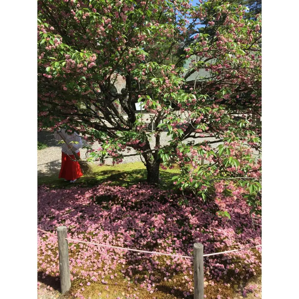 兼六園菊桜染　天女の羽衣加賀友禅ショール
