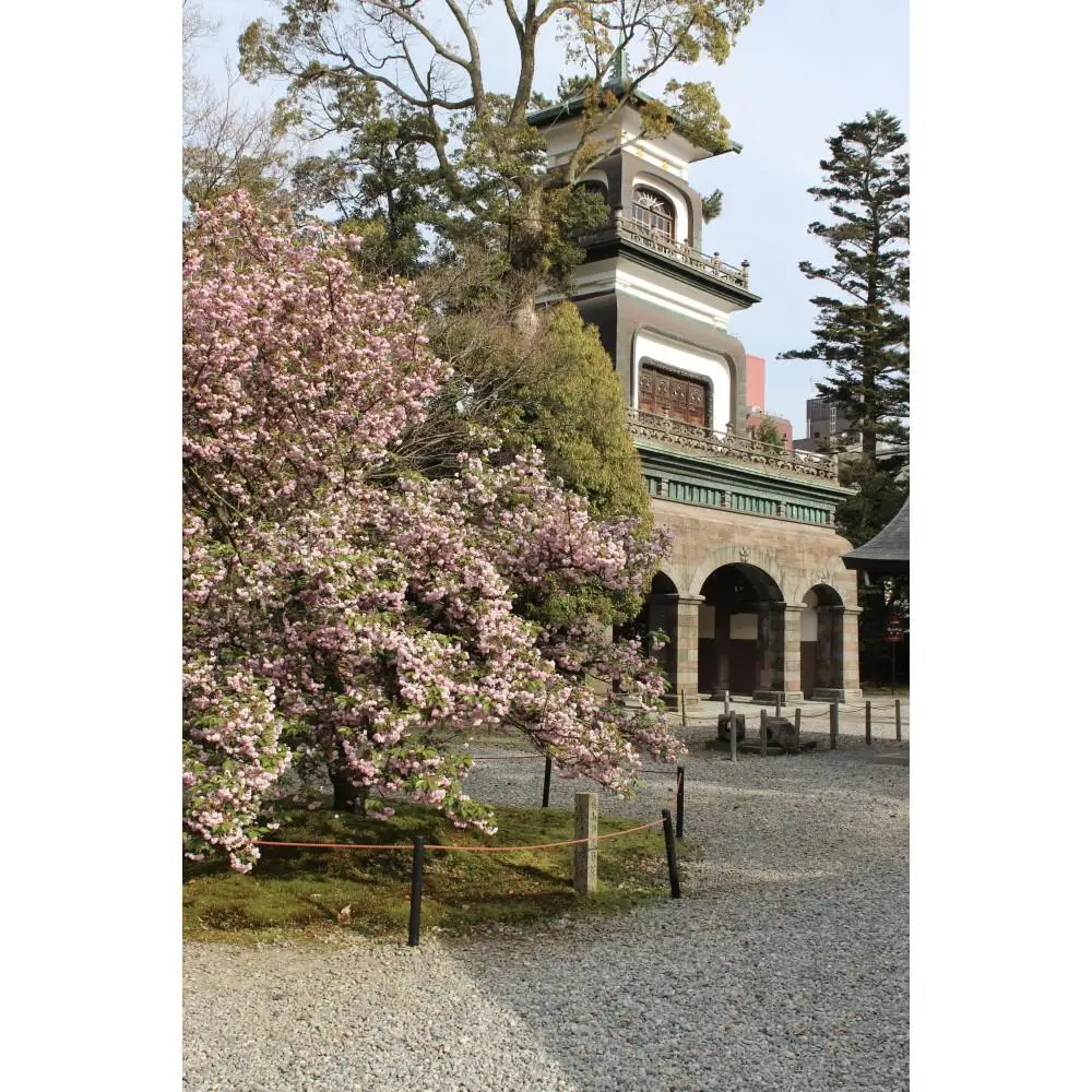 兼六園菊桜　手描加賀友禅染　帯