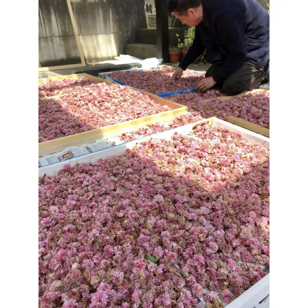 兼六園菊桜　手描加賀友禅染　反物　【淡い桜色】