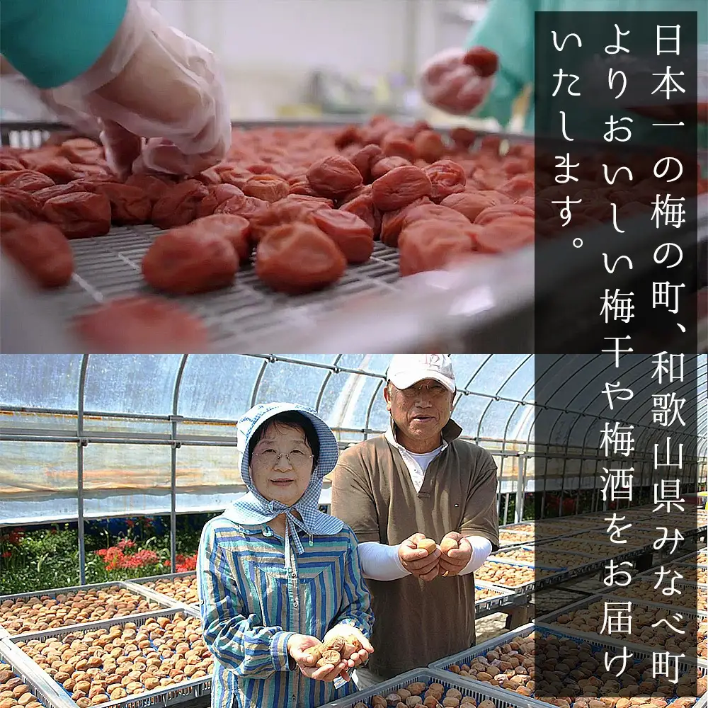 操 -MISAAO- 泡盛古酒梅酒  375ml×2本　hjumys019A【hjumys019A】