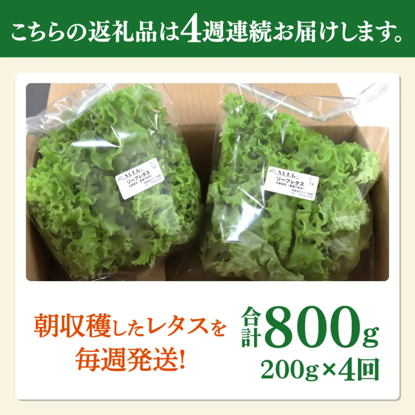 【定期便】4週連続お届け！採れたてフレッシュな無農薬リーフレタス（合計800g）