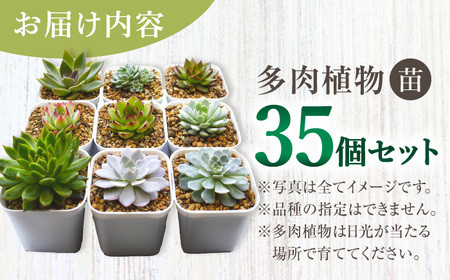 多肉植物 苗 35個セット / インテリア 多肉植物[AFAT009]
