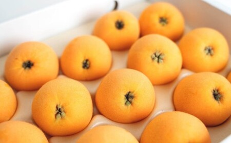 長崎びわ「なつたより」15玉-18玉入り フルーツ 果物 くだもの ビワ 【2026年5月上旬～6月上旬発送予定】