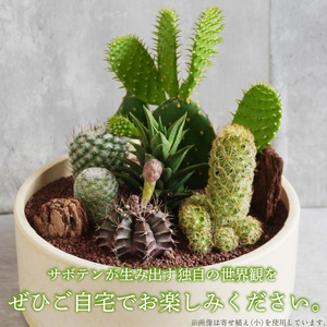 サボテンのオリジナル寄せ植え（大）[133O02] 本格サボテン 産地直送サボテン インテリア サボテンギフト プレゼント オシャレ かわいい 寄せ植え オリジナルサボテン 人気サボテン 多肉植物 