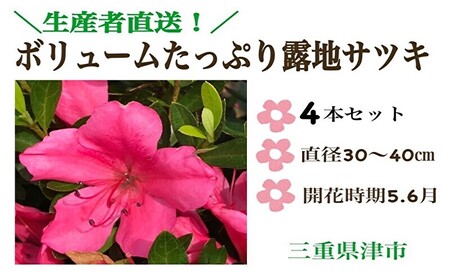 【生産者直送】枝にボリュームある露地栽培サツキ(ピンク花)4本セット [ さつき 植木 庭木 ガーデニング 常緑 低木 ] 雑貨 日用品 植物