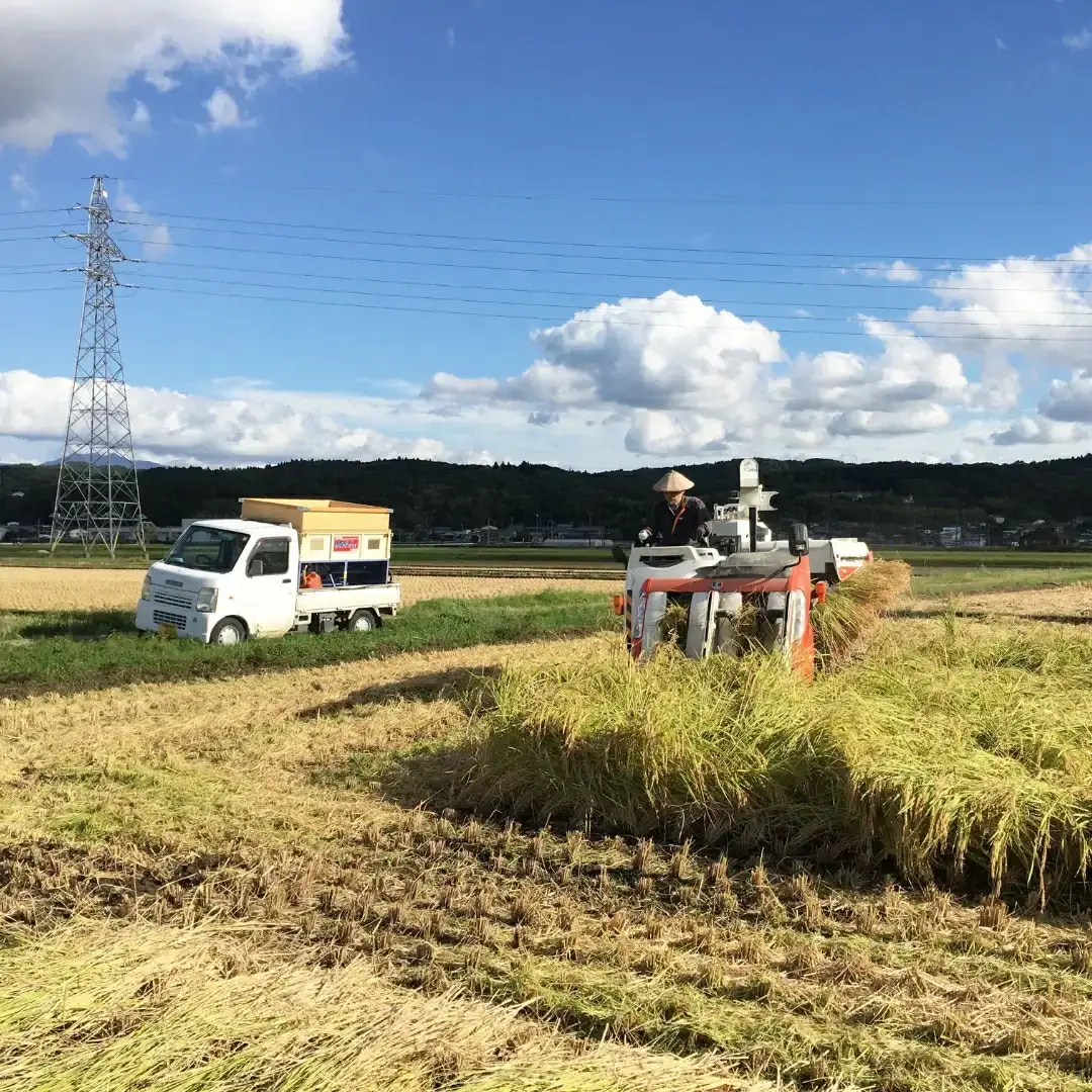 減農薬有機肥料栽培 新潟県産 従来コシヒカリ 玄米 5kg 令和7年産米 [小さな農家ささげ米]【014S089】