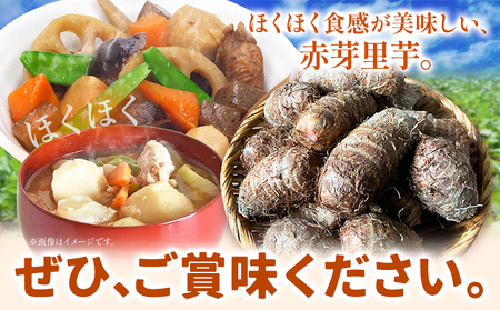 【先行予約】里芋 赤芽里芋 約5kg しょうた農園《11月上旬-3月末頃出荷》