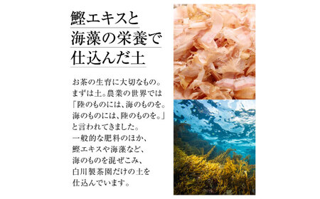 陽々セット 計5袋 / お茶 / 白川製茶園 [41AIAB004]