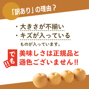2026年予約 訳あり梨 梨福袋  5kg