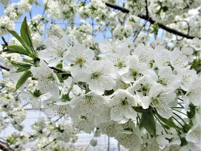 さくらんぼ（佐藤錦）８００ｇ　ご家庭用　0025-2602