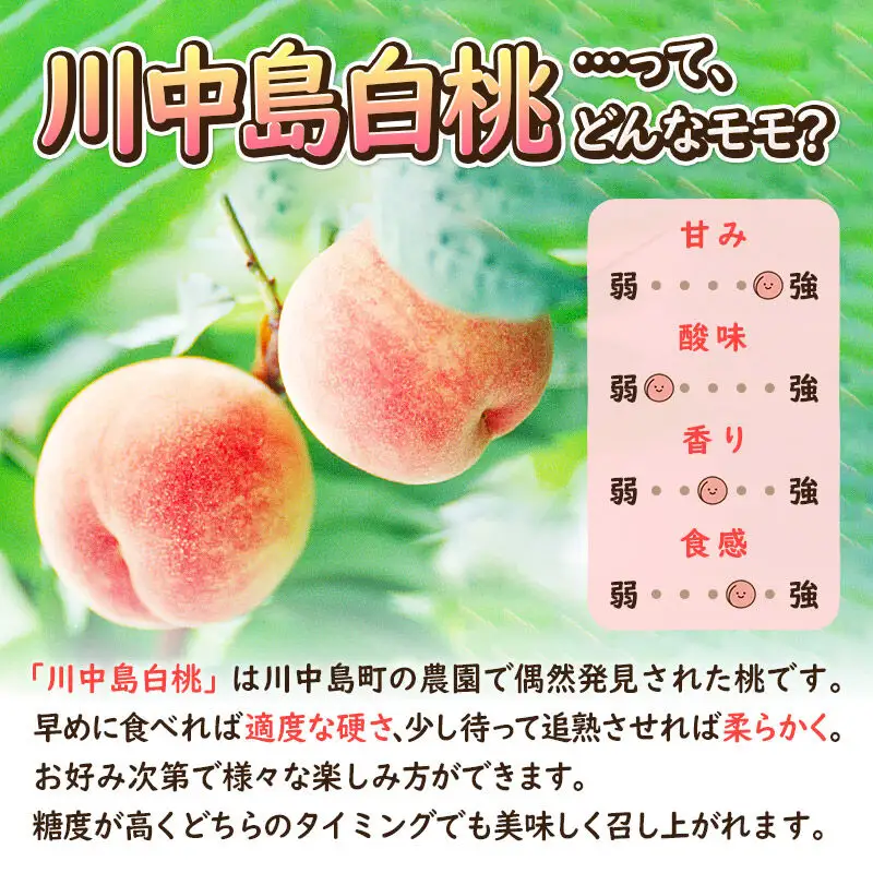 《先行受付！8月中旬より順次発送》モモの王様 川中島白桃 約3kg（9～13玉前後）
