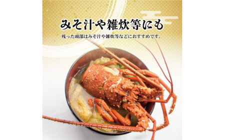 【先行予約】11月直送便 土佐獲れ 活伊勢海老 約700g（２尾～４尾） 天然 エビ　えび 伊勢エビ 海鮮 お刺身 刺し身 丸焼き しゃぶしゃぶ 故郷納税 ふるさとのうぜい 返礼品【株式会社とさもん】 [BQAE104]
