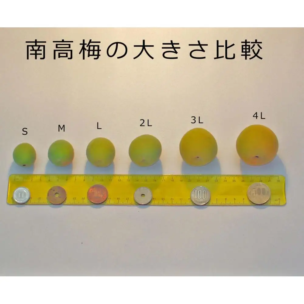 ［梅干・梅酒用］大玉4Lサイズ約2kg 熟南高 生梅 赤秀品＜2026年6月上旬～7月7日発送予定＞［ART01］