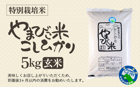 【令和7年産】米 コシヒカリ（特別栽培米）5kg 新庄やまびこ米（玄米）【5キロ 特栽米】 [m23-a016]