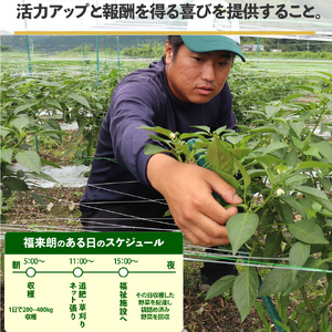 【ふるさと納税】【2026年5月下旬以降発送】＜ピーマン＞1kg さらら 高知 野菜 夏 苦みが少ない 佐川町産【冷蔵】