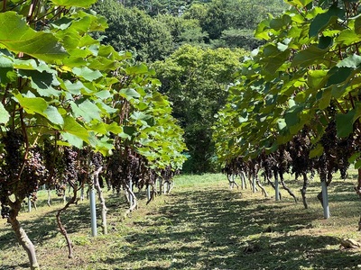 義見農園　ヤマソービニオン（赤ワイン）1本 [h315]