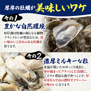北海道 厚岸産  お手軽 生食用 剥き牡蠣 300g×1パック 【光輝】 [ ムキ牡蠣 むき身 生牡蠣 かき カキ 生 ムキカキ むきがき むき牡蠣 ムキガキ ] 