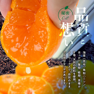 V7454_【2026年先行予約】田村みかん／特選ギフト品3kg【サイズ指定なし】