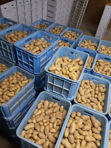 【2026年発送】山下農園のおいしい馬鈴薯「メークイン」　Lサイズ×10㎏　じゃがいも　ジャガイモ　ポテト　農家直送　いも　イモ　芋　北海道産