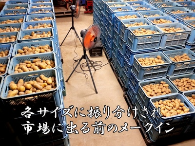 【2026年発送】山下農園のおいしい馬鈴薯「メークイン」　2Lサイズ×10㎏　じゃがいも　ジャガイモ　ポテト　農家直送　いも　イモ　芋　北海道産