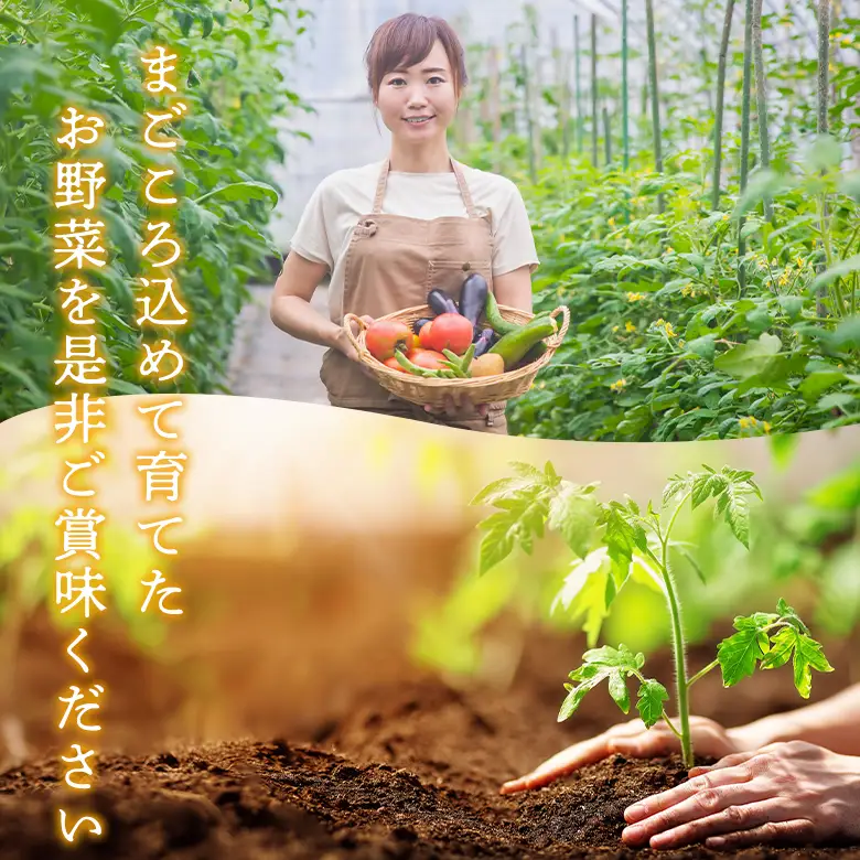 ＜畑から直送＞季節のお野菜セット Lサイズ（8～10品）
