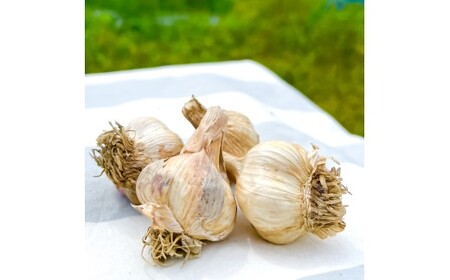 【先行予約】訳あり 植田ファームの自然乾燥にんにく800g〈2026年06月上旬から発送〉 800グラム ニンニク ガーリック お酒 料理 醤油漬け ガーリックオイル ペペロンチーノ パスタ スパゲッティ【株式会社　植田ファーム】[BQAT005]