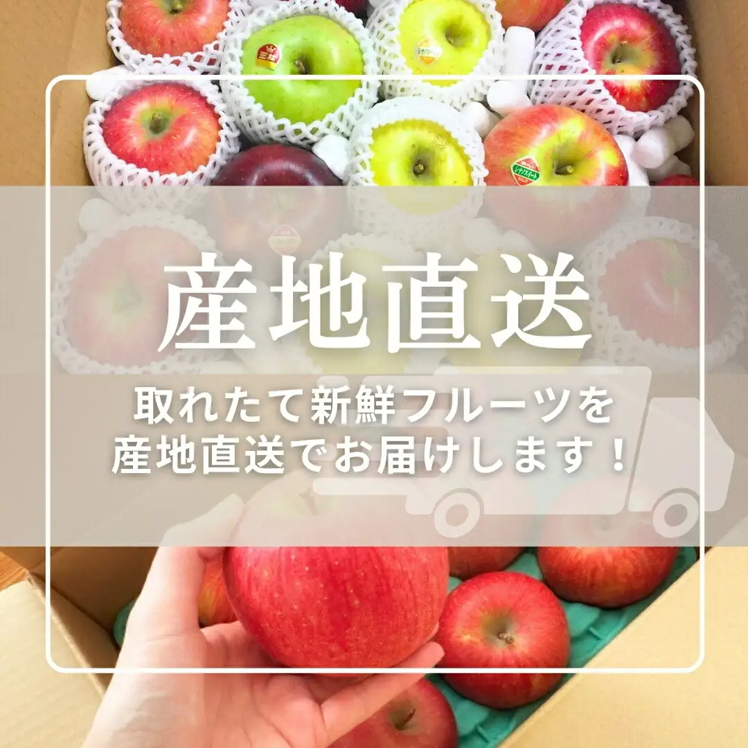 【2026年先行予約】りんご サンふじ 約3kg (6~10玉) |りんご