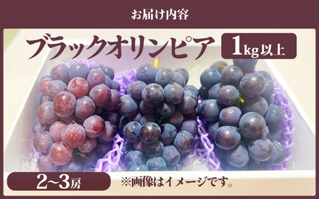 【2026年9月中旬発送】ぶどう ハチミツのようなとろける甘み 「ブラックオリンピア」葡萄 1.0kg以上（2～3房） [e36-a007]