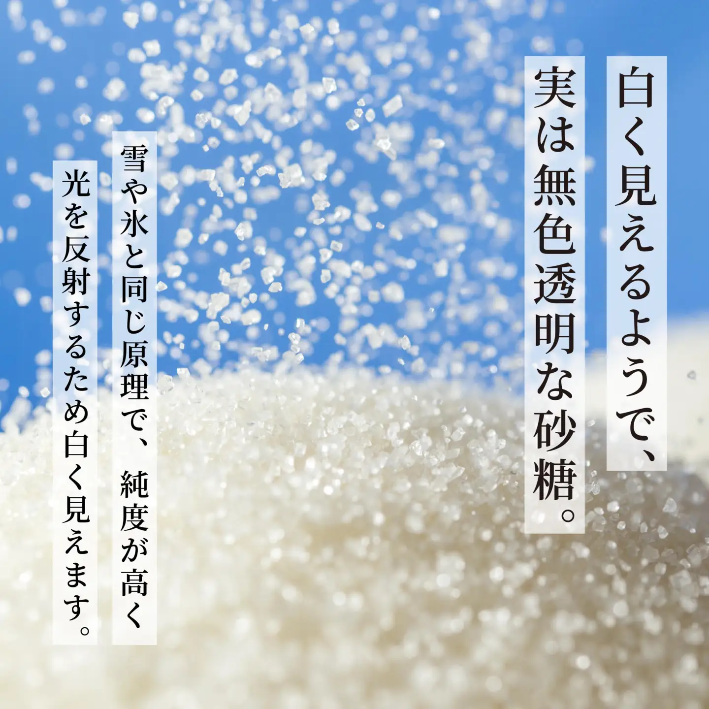 【8月20日で受付終了】北海道産 上白糖 5kg ( 1kg × 5袋 ) 