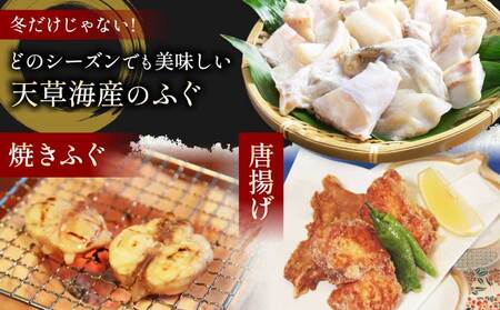 ふぐ 【ミシュラン2つ星店 採用】 とらふぐ ふぐ てっさ てっちり 2人前 刺身 フグ ひれ酒用 焼きひれ 冷凍ふぐ 国産ふぐ 熊本県産ふぐ 【数量限定】1日25セット限定！ 国産ふぐ 天草とらふぐ 国産とらふぐ 最高級ふぐ