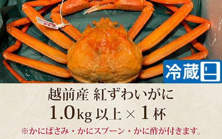 【先行予約】【蟹問屋 越前田村屋 究極の逸品】越前産 紅ずわいがに 1.0kg以上 1杯［C-029068］