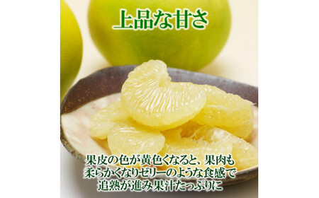 【先行予約】高知県産水晶文旦 特選ご贈答用 2Lサイズ 3個入り〈2026年10月上旬?11月上旬頃発送〉  /  ぶんたん ブンタン 水晶文旦 果物 柑橘 フルーツ お取り寄せ 特産品 おいしい【白木果樹園】 [BQAI017]