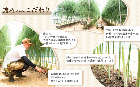 アスパラガス 1kg M～Lサイズ 朝採り アスパラガス 春芽【先行受付】【26年3月下旬～5月発送】