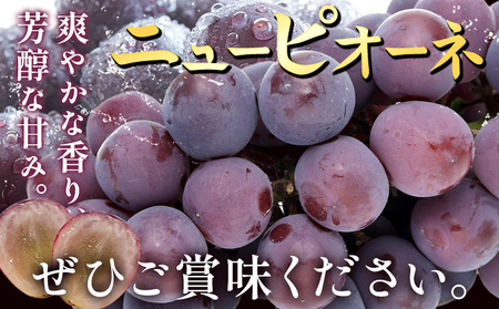 【2026年先行予約】ぶどう ニューピオーネ ご家庭用 約 1.8kg 3～5房《2026年8月上旬-9月中旬頃出荷》株式会社fruceed ぶどう 送料無料 岡山県 浅口市 ぶどう フルーツ 果物 くだもの ピオーネ 家庭用 st-p