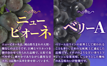 【2026年先行予約】くぼ農園 の ぶどう セレクション 約 2kg ( 3～4房 ) くぼ農園 《2026年9月上旬-10月上旬頃出荷(土日祝除く)》マスカット 送料無料 岡山県 浅口市 マスカット フルーツ 果物 贈り物　シャインマスカット ニューピオーネ 瀬戸ジャイアンツ 