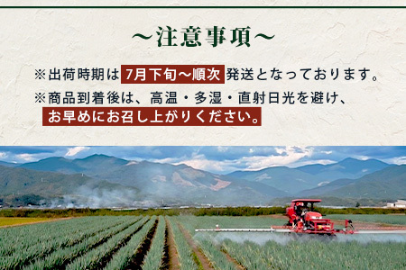 【先行予約】井上農園の白ネギ 「球磨美人」 2Lサイズ×20本 【2026年7月下旬より順次発送】 白ネギ 白葱 ネギ 長ネギ 長葱 ねぎ 鍋 薬味 冬野菜 国産 114-0501