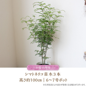 チーム田主丸【シマトネリコ苗木3本セット】_シマトネリコ 苗木 3本 セット チーム田主丸 風水 インテリア 観葉植物 植物 常緑樹 シンボルツリー 小葉 丈夫 育てやすい 日光 樹木 ガーデニング 鉢植え 植木鉢 グリーンアイテム 家庭栽培 福岡県 久留米市 お取り寄せ 送料無料 〔Hf037〕