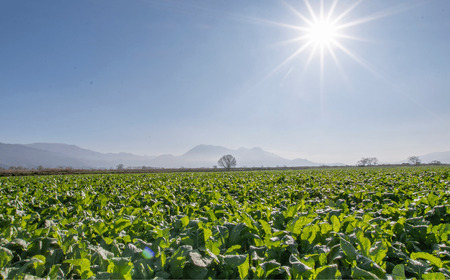 野沢菜漬 タル 1kg （Bl-001） 