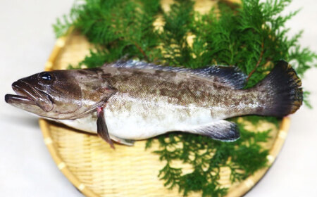 長崎の森で育てた『幻のクエ』 【セット】刺身用5～6人前、昆布〆 刺身用 5～6人前 (1kg～2kg前後×2) ／ 海鮮 魚介 刺身 刺し身 クエ 高級魚 長崎県 長崎市